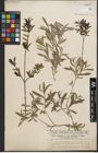 Foto von Salix purpurea L.